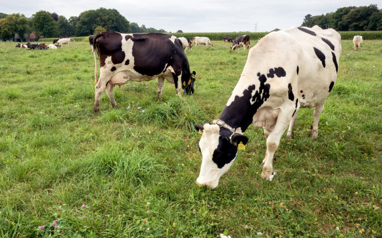 Partner in the Spotlight: Sanne Griffioen – FrieslandCampina